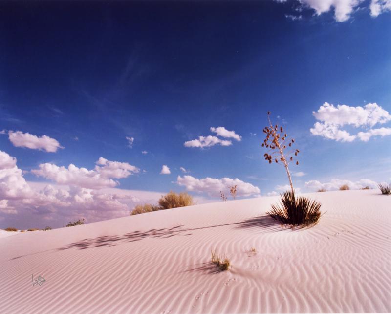 Yucca and White Sand